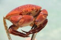 Live crab in the Caribbean.