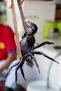 Live crab held with metal tongs