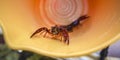 Live crawdad inside a container or bucket