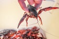 Live crawdad with pinchers stretched out held up by hand above blurred crayfish below - selective focus Royalty Free Stock Photo