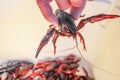 Live crawdad with pinchers stretched out held up by hand above blurred crayfish below - selective focus