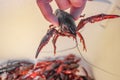 Live crawdad with pinchers stretched out held up by hand above blurred crayfish below - selective focus