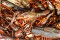 Live crawfish or crayfish or crawdad in a pile ready to be cooked at a crawfish boil