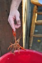 Live crawfish pinching man's finger