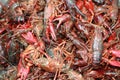 Live Crawfish, waiting to be put in a pot for boiling in Louisiana. Royalty Free Stock Photo