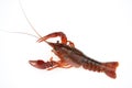 live cray on the white background Royalty Free Stock Photo