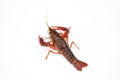live cray on the white background Royalty Free Stock Photo