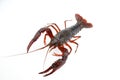 live cray on the white background Royalty Free Stock Photo