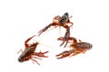 live cray on the white background Royalty Free Stock Photo