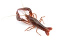 live cray on the white background Royalty Free Stock Photo