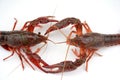 live cray on the white background Royalty Free Stock Photo