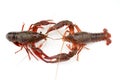 live cray on the white background Royalty Free Stock Photo