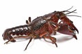 A live crayfish.