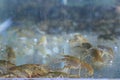 Live crayfish in the aquarium. Shallow depth of field. Royalty Free Stock Photo
