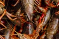 Live crayfish Royalty Free Stock Photo