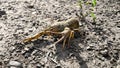 Live crayfish on earth