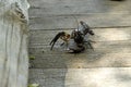 live crayfish on the fishing bridge