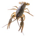 Live crayfish isolated on white background. Clipping path. Royalty Free Stock Photo