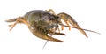 Live crayfish isolated on white background. Clipping path.