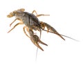 Live crayfish isolated on white background. Clipping path. Royalty Free Stock Photo