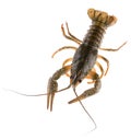 Live crayfish isolated on white background. Clipping path. Top view. Royalty Free Stock Photo