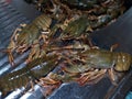 Live crayfish in the kitchen in the sink