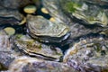 Live oysters filter flowing water close up