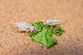 Live crickets in white calcium eating a leaf of salad on sand. Cricket in terrarium. feeder insect. Acheta domesticus species. Royalty Free Stock Photo