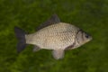 Live crucian carp fish with flowing fins isolated on natural green background