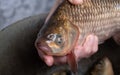 Live crucian carp in hands close-up, cooking fish