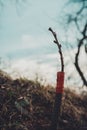 Live cuttings at grafting apple tree in cleft with growing buds, young leaves and flowers. Closeup