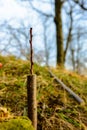 Live cuttings at grafting apple tree in cleft with growing buds, young leaves and flowers. Closeup