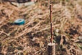 Live cuttings at grafting apple tree in cleft with growing buds, young leaves and flowers. Closeup