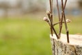 Live cuttings at grafting apple tree in cleft with growing buds, young leaves on spring time.