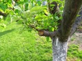 Live cuttings at grafting apple tree in cleft with growing leaves and label with the name of apple cultivar