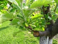 Live cuttings at grafting apple tree in cleft with growing leaves and label with the name of apple cultivar