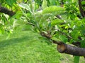 Live cuttings at grafting apple tree in cleft with growing leaves and young twigs