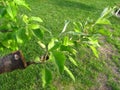 Live cuttings at grafting apple tree in cleft with growing leaves and young twigs