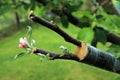 Live cuttings at grafting apple tree with growing leaves and flo