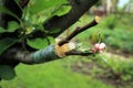 Live cuttings at grafting apple tree with growing leaves and flo