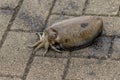 Live cuttlefish on the ground close-up Royalty Free Stock Photo