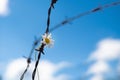 A live daisy flower in a rusty prison wire. The concept of life and the restriction of freedom. Royalty Free Stock Photo