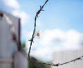 A live daisy flower in a rusty prison wire. The concept of life and the restriction of freedom. Royalty Free Stock Photo