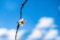 A live daisy flower in a rusty prison wire. The concept of life and the restriction of freedom. Royalty Free Stock Photo