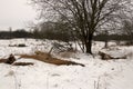 Live and dead tree in the snow Royalty Free Stock Photo