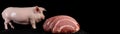 Live domestic pig, next to a piece of fresh raw meat, black background isolate. AI generated.