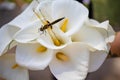 Dragonfly On White Calla Lilies Bridal Bouquet . Wedding Day. Royalty Free Stock Photo