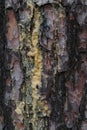 A live drops of resin flows down the bark of a pine tree trunk Royalty Free Stock Photo