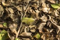 Live and dry stack foliage