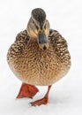 live duck in nature, walking through white snow